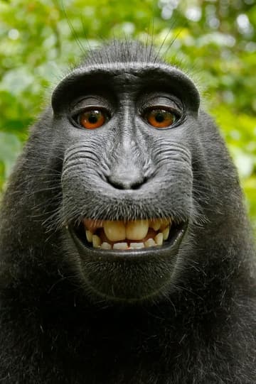 Monkey Business